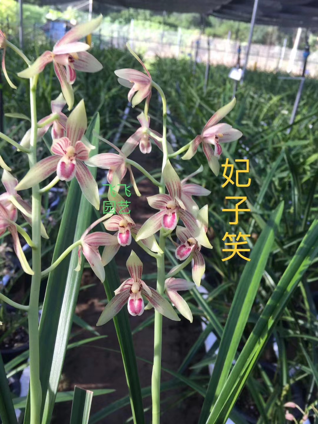 花妃子苹果版直播魅影直播苹果下载入口