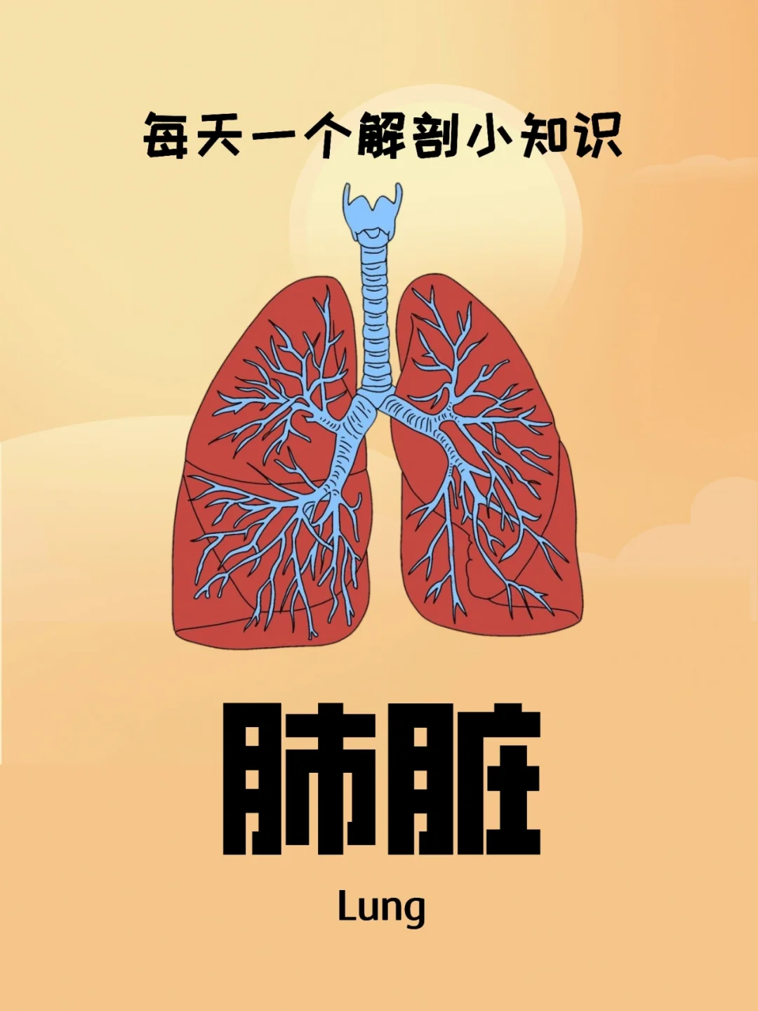 包含肺部解剖模拟软件手机版的词条-第2张图片-太平洋在线下载