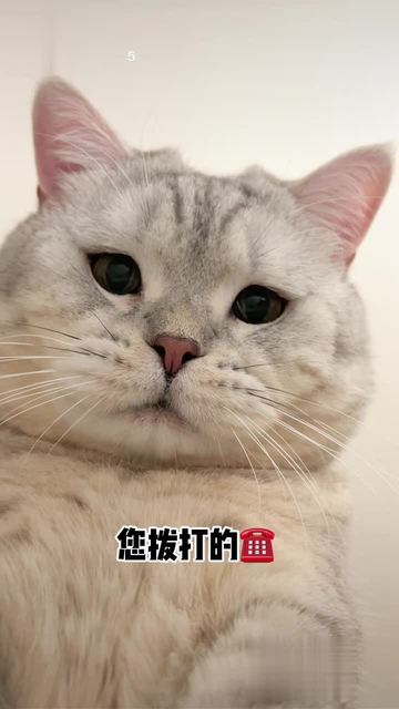 安卓版猫铃声挂机音效mp3下载-第2张图片-太平洋在线下载