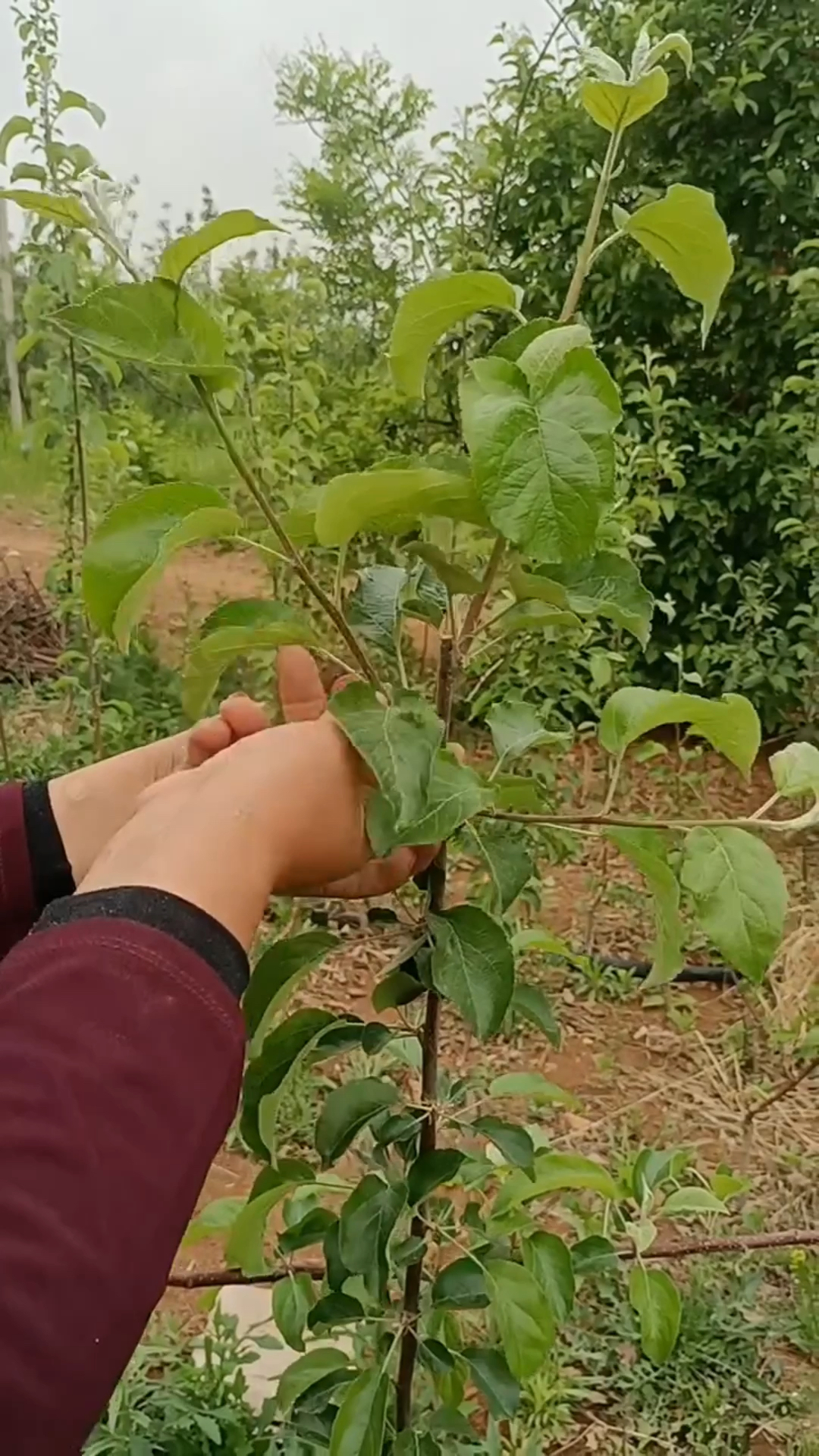 小树时代苹果版小苹果助手官网手机版ios版