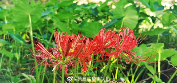新县网客户端新县网下载安装