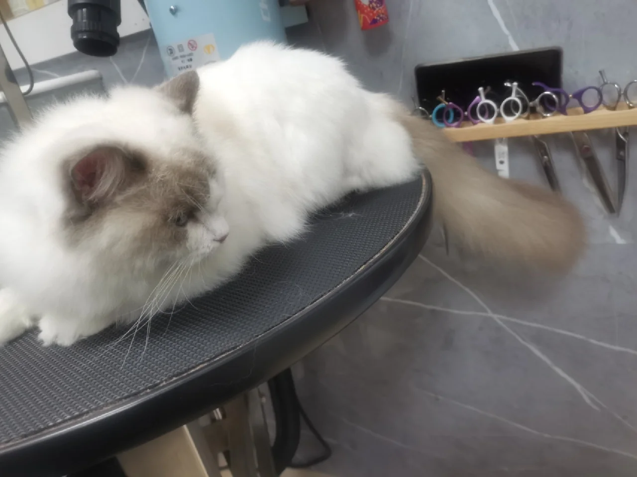 苹果猫猫温柔版唧唧的猫温柔有九分全文免费阅读