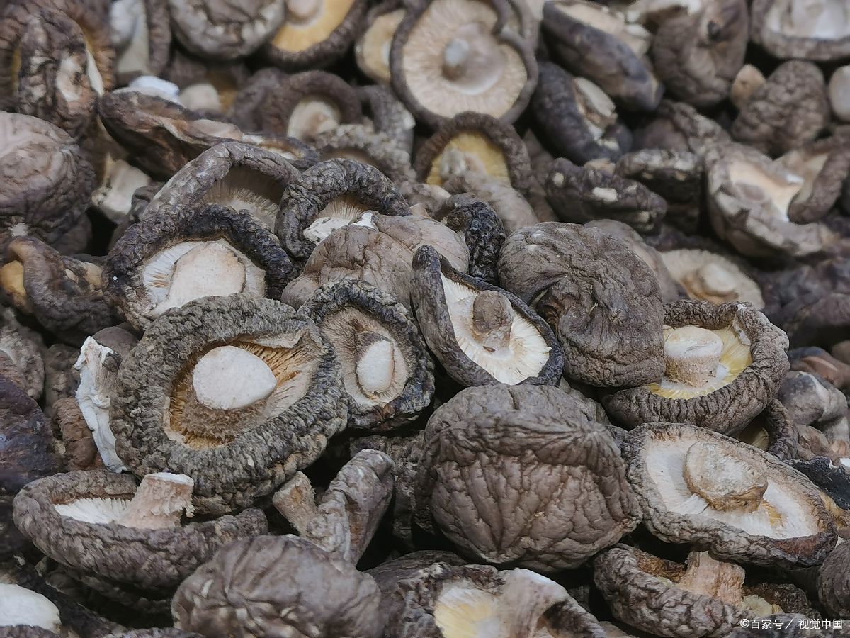 香菇视频安卓版蘑菇街网页版入口