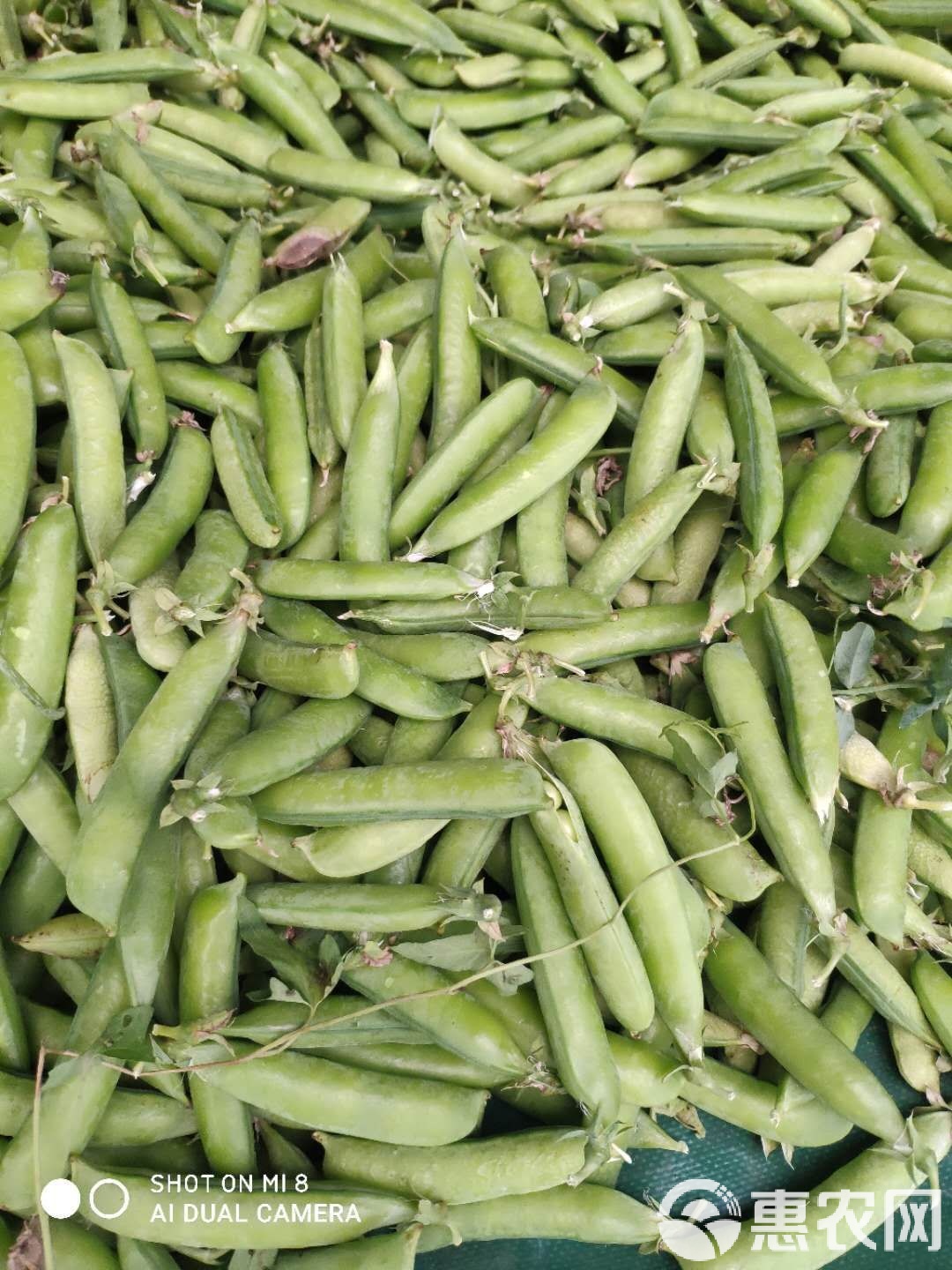 手机版豌豆荚旧版豌豆荚2018旧版本下载